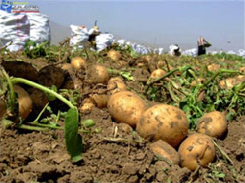 گسترش صنایع تبدیلی مرهم درد سیب زمینی کاران